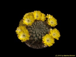 Sulcorebutia cochabambina KK870 377